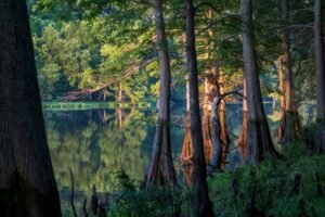 Beavers Bend State Park in Broken Bow Oklahoma with trees and lake view